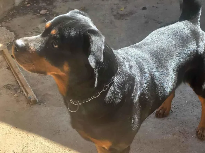Cachorro ra a Rottweiler idade 6 ou mais anos nome Tiboo