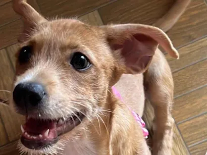 Cachorro raça SRD-ViraLata idade 2 a 6 meses nome Mel