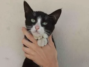 Gato raça SRD-ViraLata idade 2 a 6 meses nome A espera de um dono