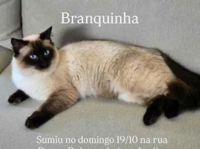Gato raça Siamês idade 7 a 11 meses nome Branquinha