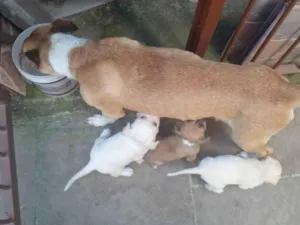Cachorro raça SRD-ViraLata idade 1 ano nome julio cesar de oliveira