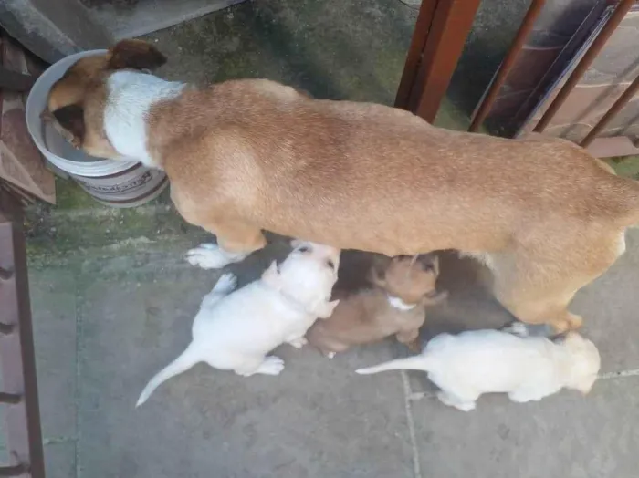 Cachorro ra a SRD-ViraLata idade 1 ano nome julio cesar de oliveira