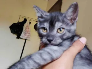 Gato raça SRD-ViraLata idade 2 a 6 meses nome Kovu