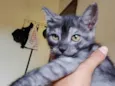 Kovu