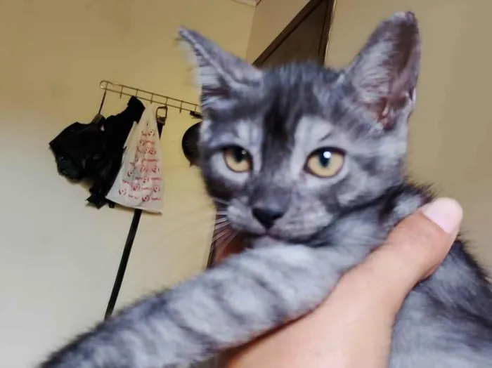Gato ra a SRD-ViraLata idade 2 a 6 meses nome Kovu