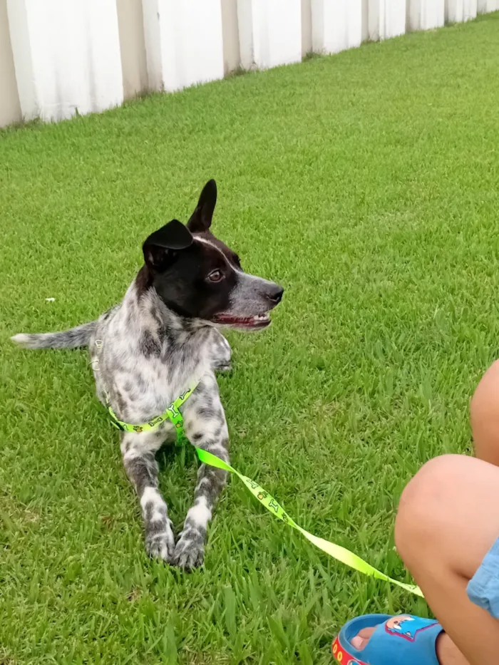 Cachorro ra a SRD-ViraLata idade 2 a 6 meses nome Thor
