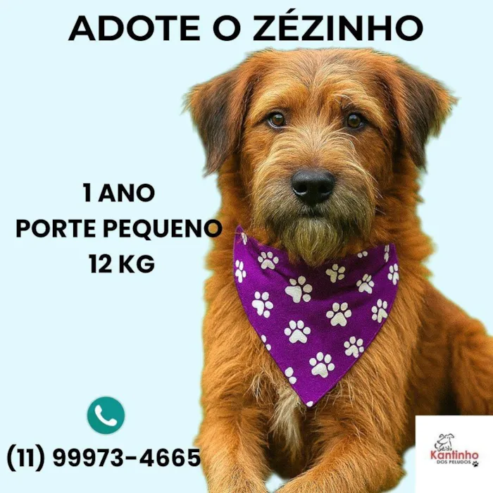 Cachorro ra a SRD-ViraLata idade 1 ano nome Zézinho 