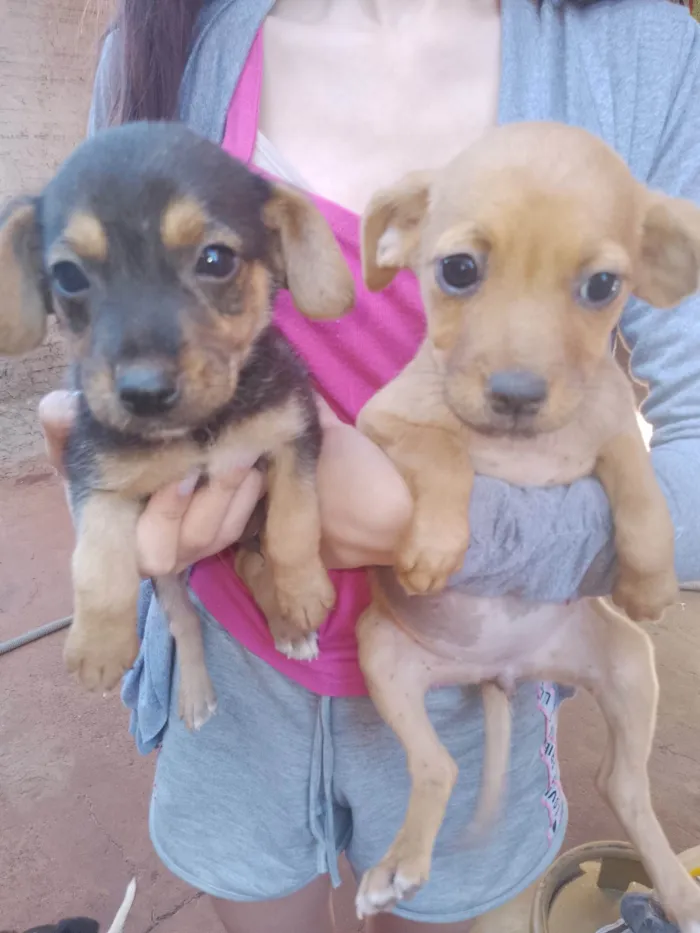 Cachorro ra a SRD-ViraLata idade 2 a 6 meses nome Luana Rodrigues Pereira