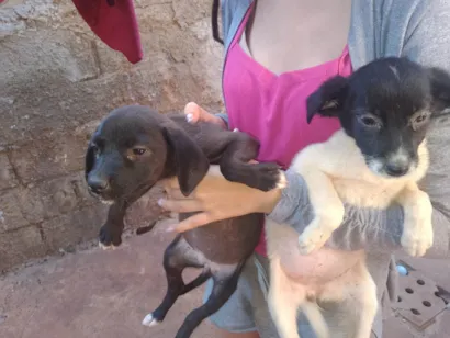 Cachorro raça SRD-ViraLata idade 2 a 6 meses nome REGINALDO ALVES PEREIRA