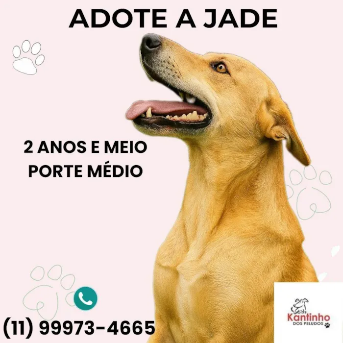Cachorro ra a SRD-ViraLata idade 2 anos nome Jade
