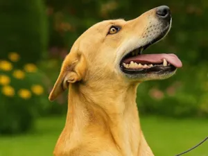 Cachorro raça SRD-ViraLata idade 2 anos nome Jade