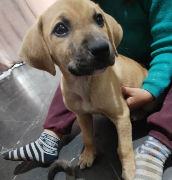Cachorro ra a SRD-ViraLata idade 2 a 6 meses nome Amarela