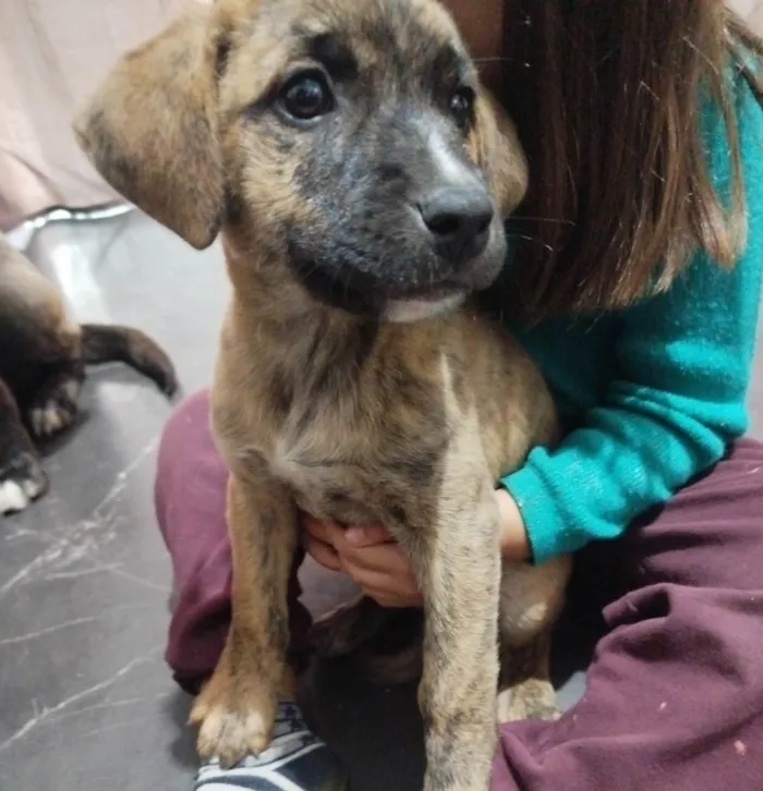 Cachorro ra a SRD-ViraLata idade 2 a 6 meses nome Rajada