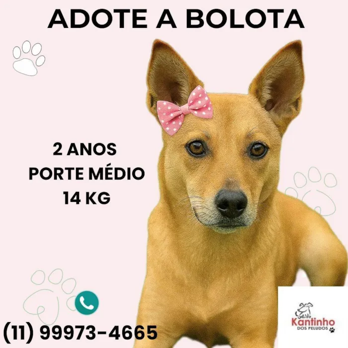 Cachorro ra a SRD-ViraLata idade 2 anos nome Bolota