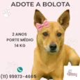 Bolota