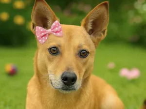 Cachorro raça SRD-ViraLata idade 2 anos nome Bolota