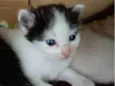 6 gatos filhotes