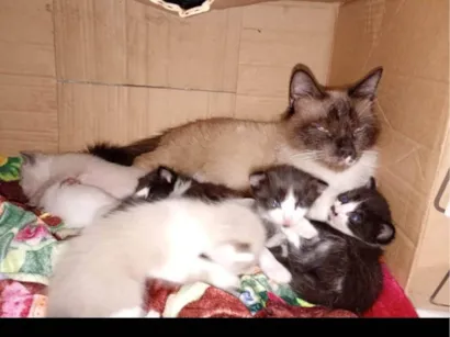 Gato raça SRD-ViraLata idade Abaixo de 2 meses nome 6 gatos filhotes 