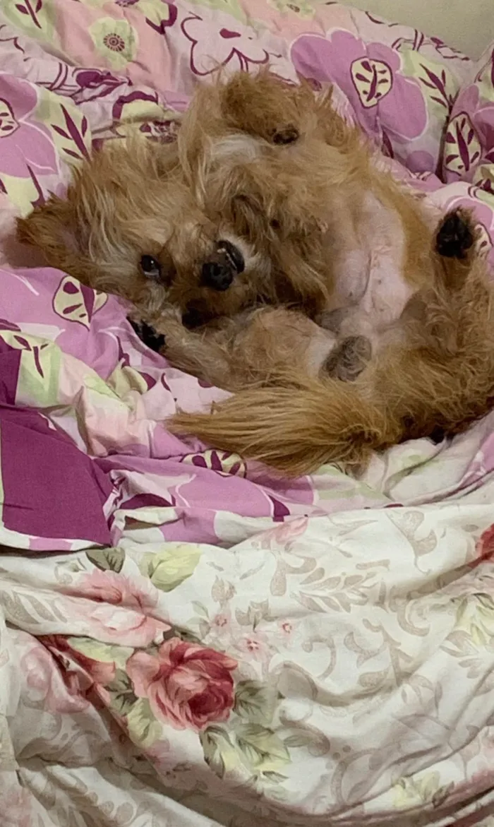 Cachorro ra a SRD-ViraLata idade 5 anos nome Marley