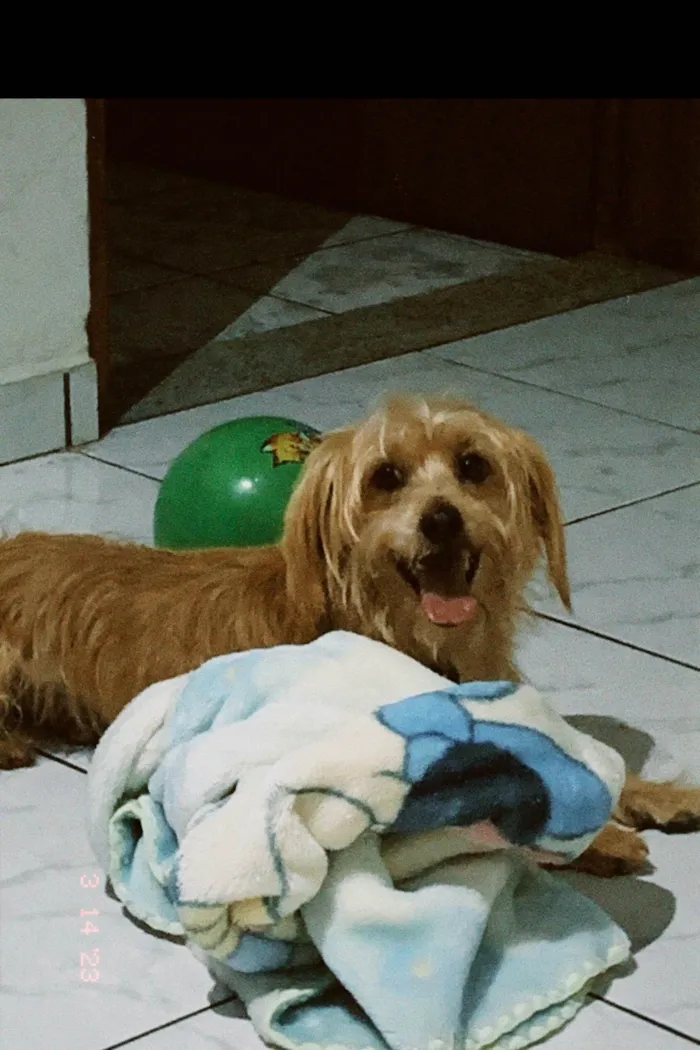 Cachorro ra a SRD-ViraLata idade 5 anos nome Marley