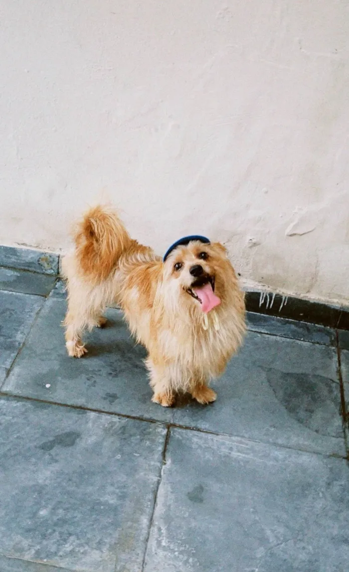 Cachorro ra a SRD-ViraLata idade 5 anos nome Marley