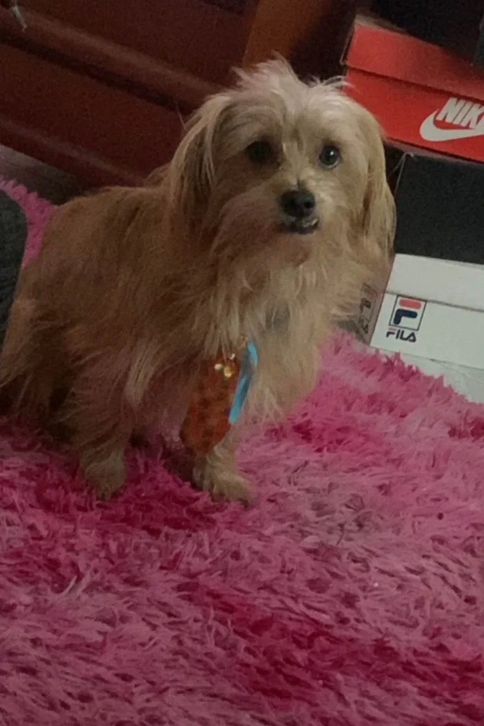 Cachorro ra a SRD-ViraLata idade 5 anos nome Marley