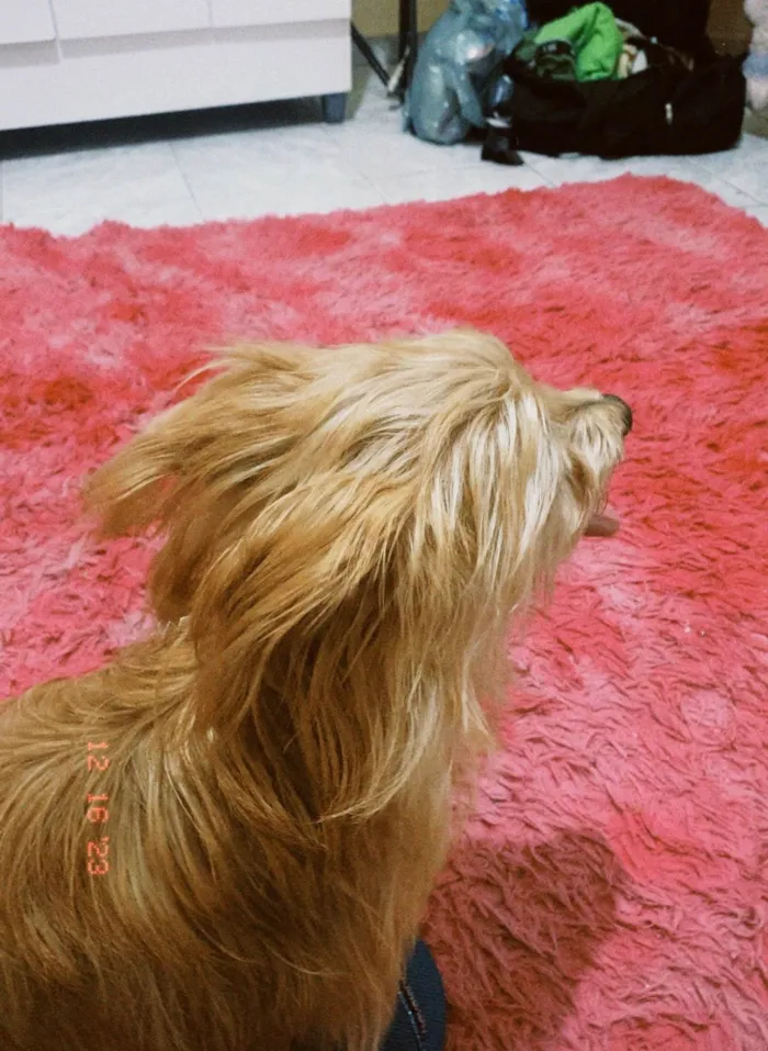 Cachorro ra a SRD-ViraLata idade 5 anos nome Marley