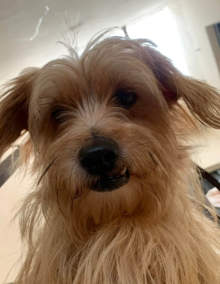 Cachorro ra a SRD-ViraLata idade 5 anos nome Marley