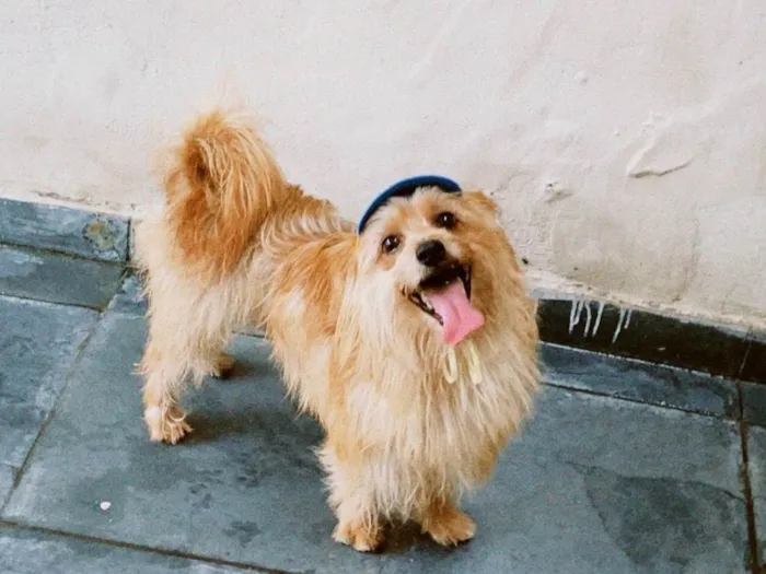 Cachorro ra a SRD-ViraLata idade 5 anos nome Marley