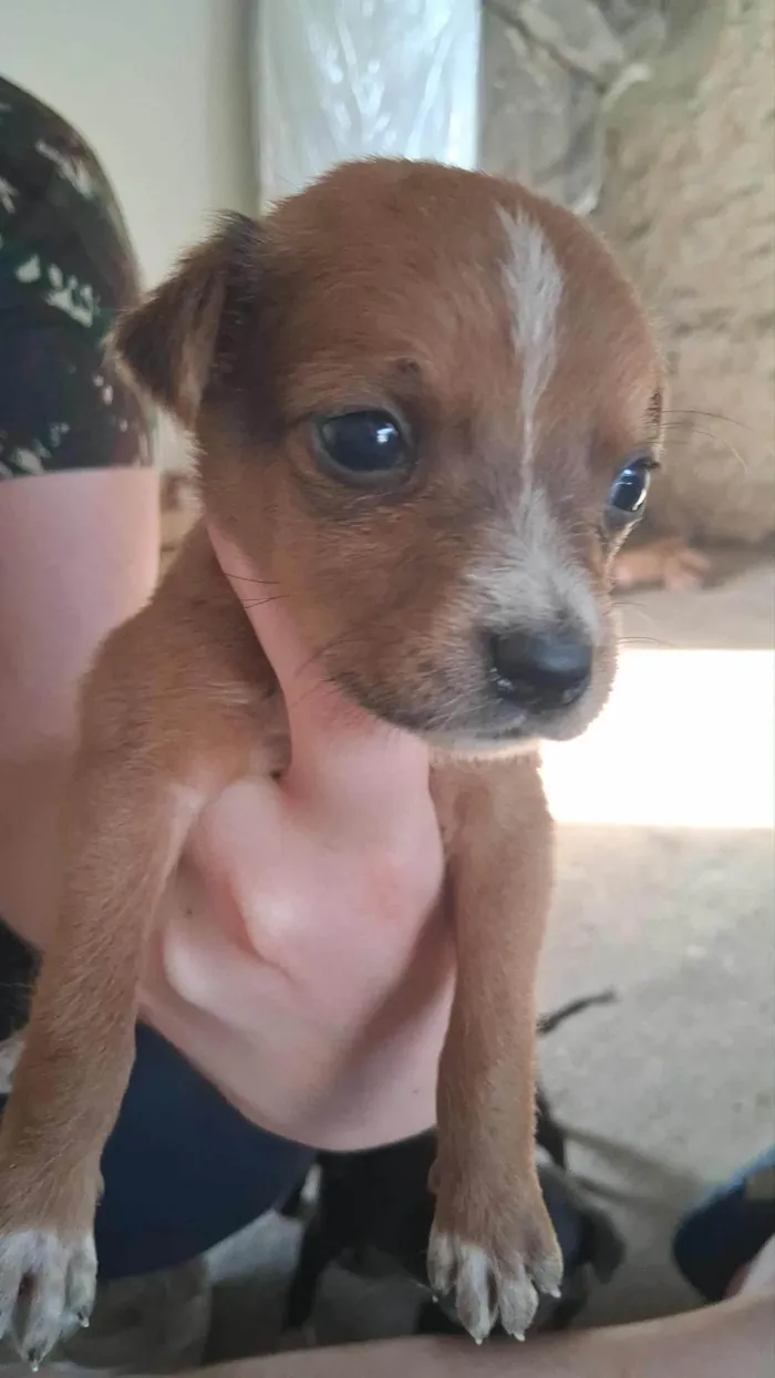 Cachorro ra a SRD-ViraLata idade Abaixo de 2 meses nome Mancha