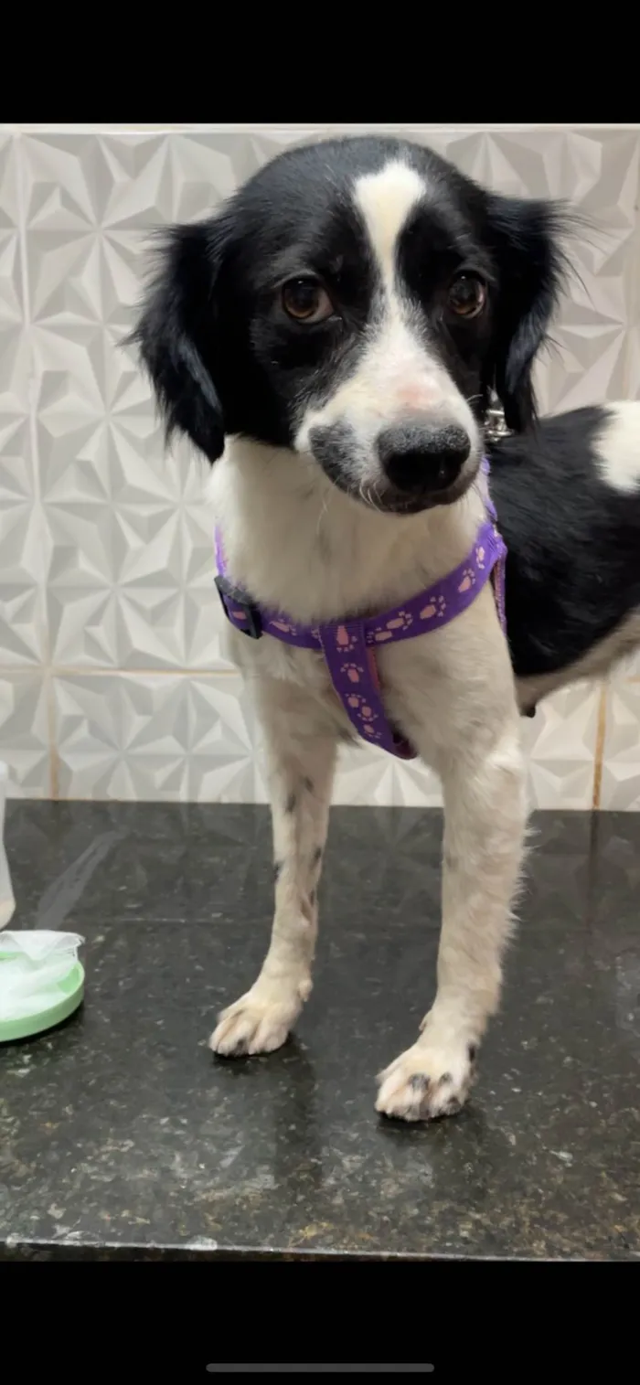 Cachorro ra a SRD-ViraLata idade 2 anos nome Pandora 