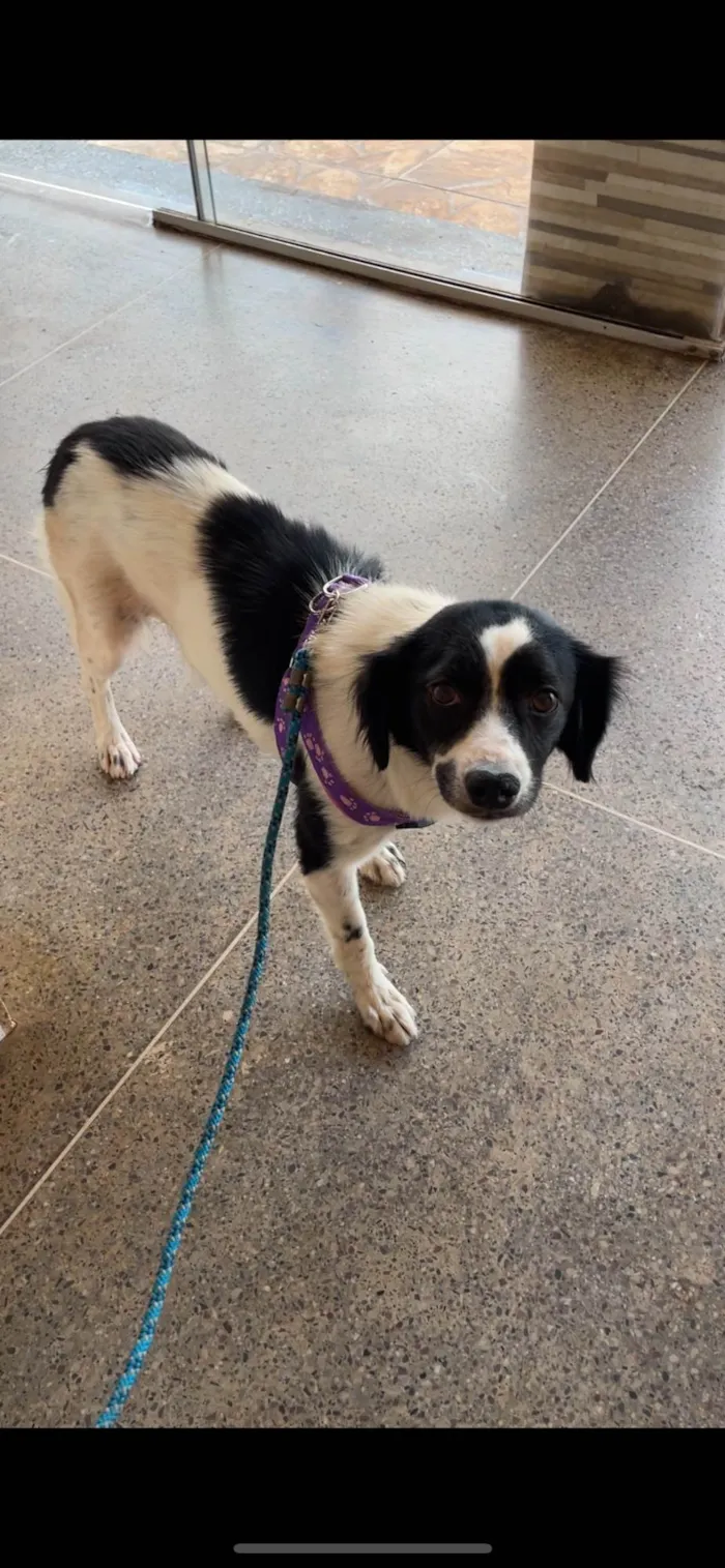 Cachorro ra a SRD-ViraLata idade 2 anos nome Pandora 