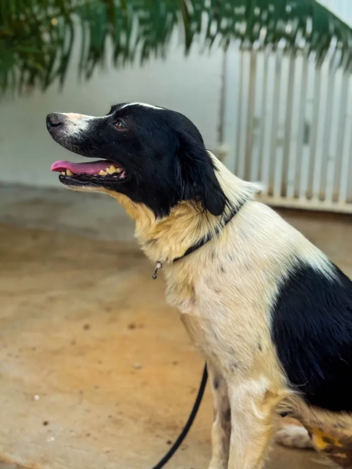 Cachorro ra a SRD-ViraLata idade 2 anos nome Pandora 