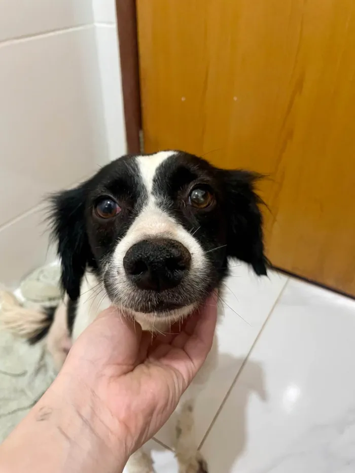 Cachorro ra a SRD-ViraLata idade 2 anos nome Pandora 