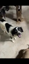 Pandora