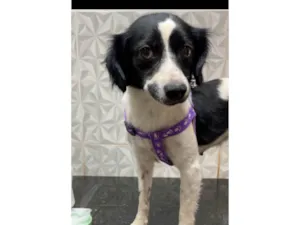 Cachorro raça SRD-ViraLata idade 2 anos nome Pandora 