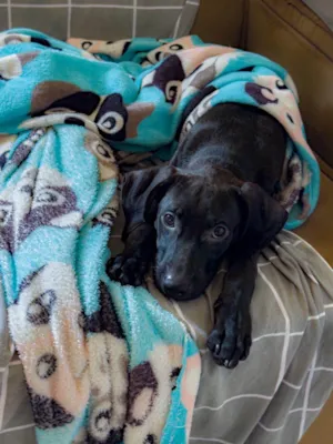 Cachorro raça SRD-ViraLata idade 2 a 6 meses nome Jorginho 