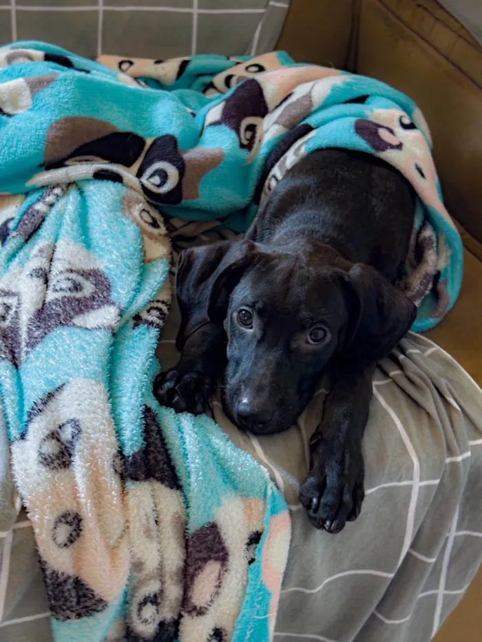 Cachorro ra a SRD-ViraLata idade 2 a 6 meses nome Jorginho 