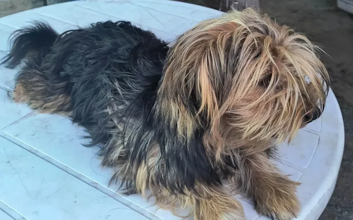 Cachorro ra a Yorkshire idade 7 a 11 meses nome Felpudo 