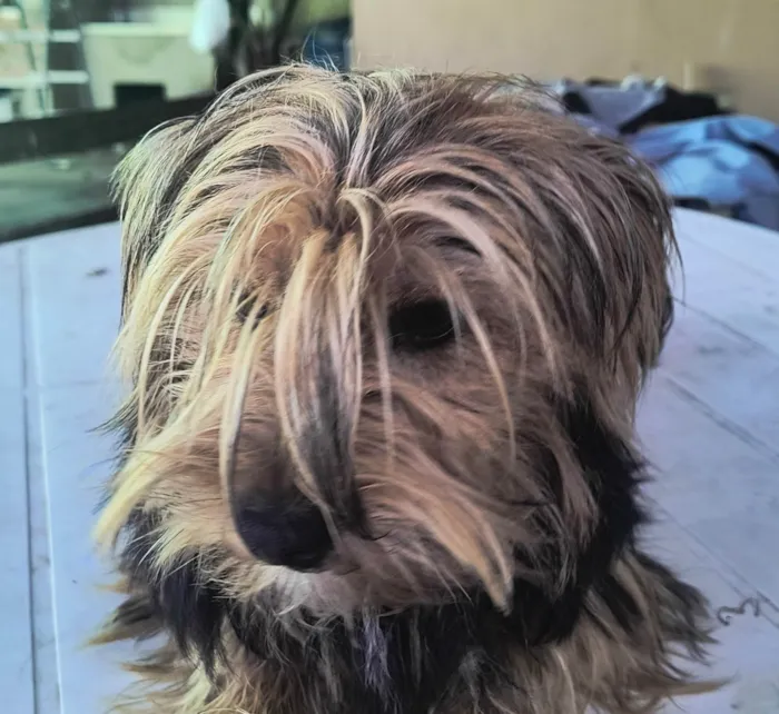 Cachorro ra a Yorkshire idade 7 a 11 meses nome Felpudo 