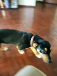 Chico