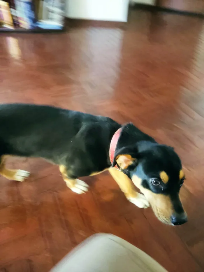 Cachorro ra a SRD-ViraLata idade 5 anos nome Chico