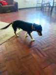Chico
