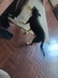 Chico