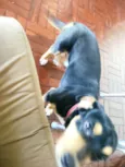 Chico
