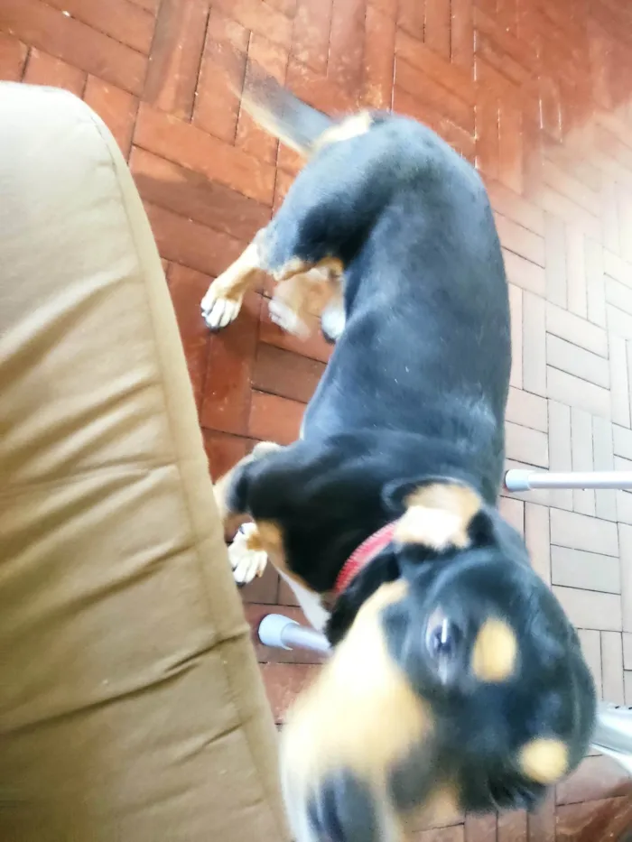 Cachorro ra a SRD-ViraLata idade 5 anos nome Chico