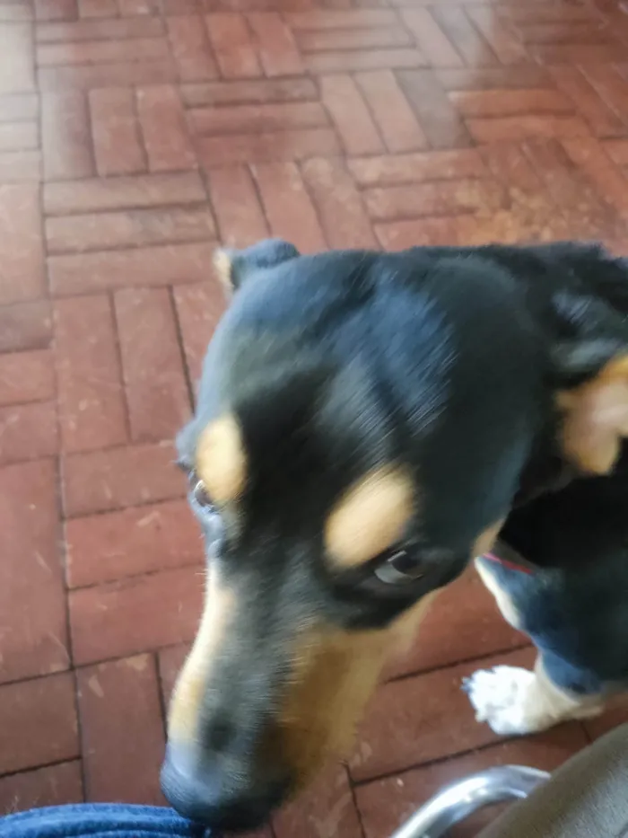 Cachorro ra a SRD-ViraLata idade 5 anos nome Chico