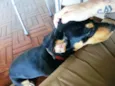 Chico