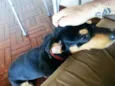 Chico