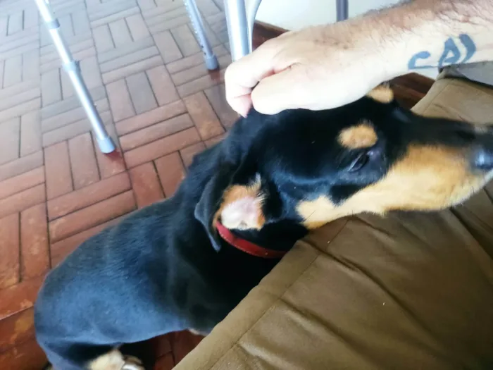 Cachorro ra a SRD-ViraLata idade 5 anos nome Chico